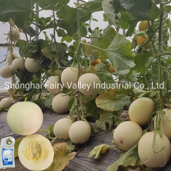 China Sweet Dried Hybrid Unshelled Genheng White Gws Lady Nail Pumpkin Seeds