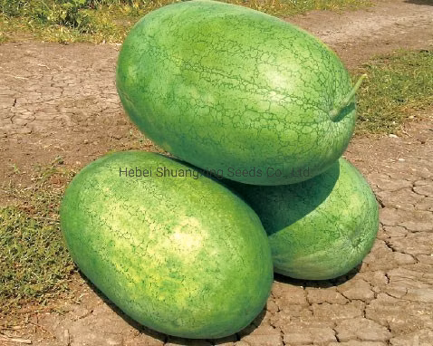 Chinese High Yeild F1 Hybrid Red Watermelon Seeds for Sowing