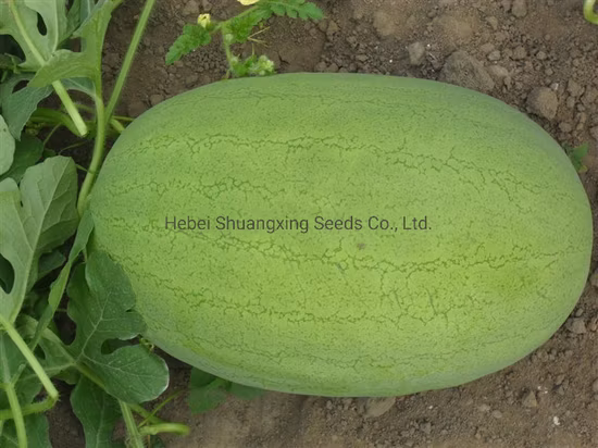 Chinese High Yeild F1 Hybrid Red Watermelon Seeds for Sowing