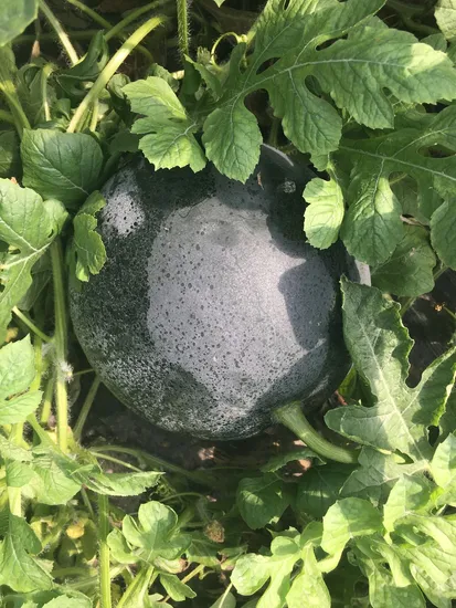Hybrid Black Skin Watermelon Seeds Vegetable Seed for Growing