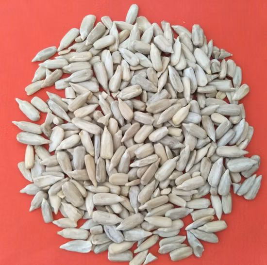 Inner Mongolia Origin Full Kernel for Egypt Market 601 Sunflower Seeds Bright Black Color Wholesale Price