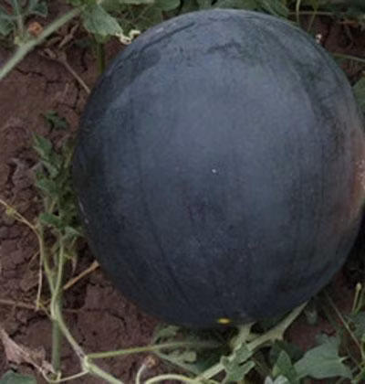 Big Size Round Black Skin Watermelon Hybrid Watermelon Seeds